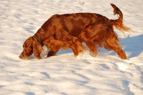 Bella januari 2010