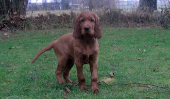 Bella 9 veckor