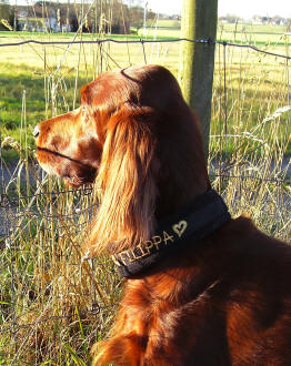Filippa i sitt nya halsband fr�n Vibri!