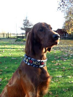 Nytt halsband!! Moa n�stan 7 m�nader.