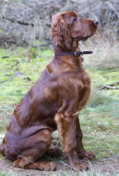 BONO 4 ,5 mnad
