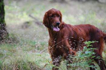 Bella 11 mnader