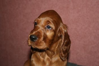 Bella 7 veckor