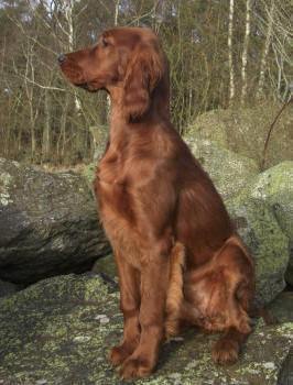 Bella 4,5 mnad
