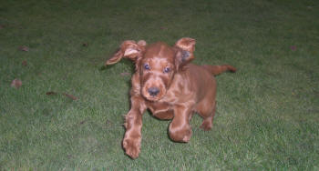 Bella 8 veckor